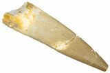 Fossil Plesiosaur (Zarafasaura) Tooth - Morocco #298287-1